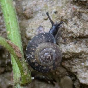 Click to view this image in a large viewer