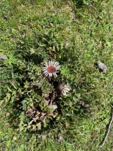 Click to view this image in a large viewer