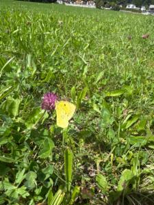 Click to view this image in a large viewer