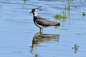 Click to view this image in a large viewer