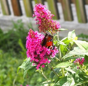 Click to view this image in a large viewer