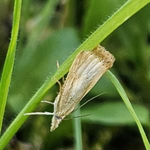 Click to view this image in a large viewer