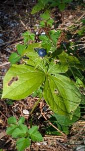 Click to view this image in a large viewer