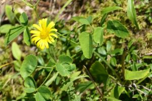 Click to view this image in a large viewer