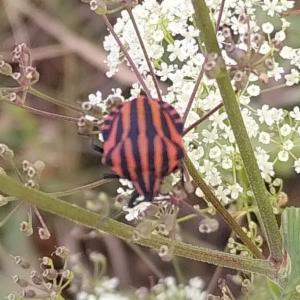 Click to view this image in a large viewer