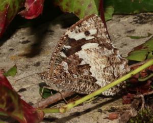 Click to view this image in a large viewer