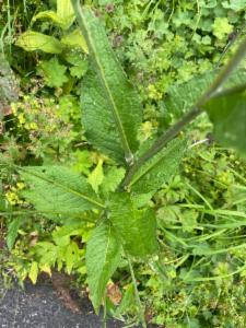 Click to view this image in a large viewer