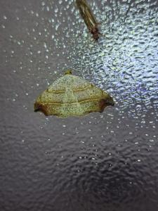 Click to view this image in a large viewer