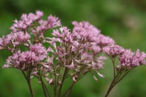 Click to view this image in a large viewer