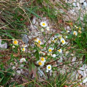 Click to view this image in a large viewer