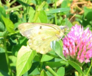 Click to view this image in a large viewer