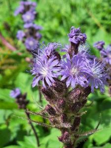 Click to view this image in a large viewer