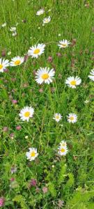 Click to view this image in a large viewer