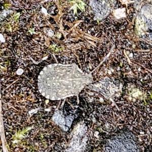 Click to view this image in a large viewer