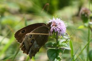 Click to view this image in a large viewer