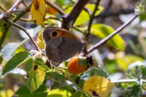 Click to view this image in a large viewer