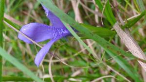 Click to view this image in a large viewer