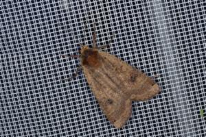 Click to view this image in a large viewer