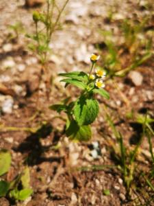 Click to view this image in a large viewer