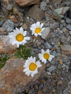 Click to view this image in a large viewer