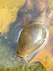 Click to view this image in a large viewer