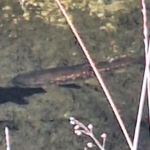 Click to view this image in a large viewer