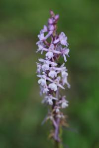 Click to view this image in a large viewer