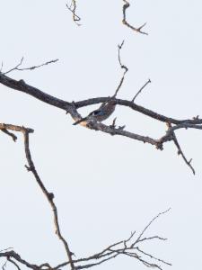 Click to view this image in a large viewer