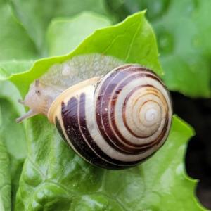 Click to view this image in a large viewer