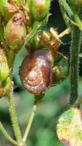 Click to view this image in a large viewer