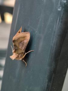 Click to view this image in a large viewer