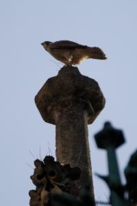 Click to view this image in a large viewer