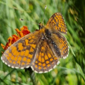 Click to view this image in a large viewer