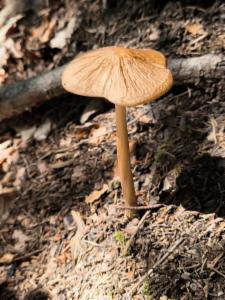 Click to view this image in a large viewer