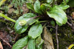 Click to view this image in a large viewer