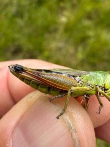 Click to view this image in a large viewer