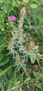 Click to view this image in a large viewer