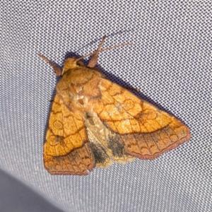 Click to view this image in a large viewer