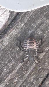 Click to view this image in a large viewer