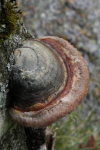 Click to view this image in a large viewer