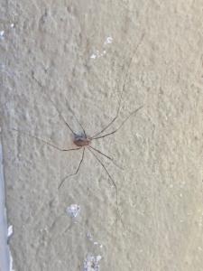 Click to view this image in a large viewer