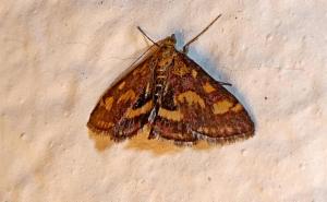 Click to view this image in a large viewer