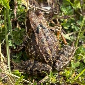 Click to view this image in a large viewer