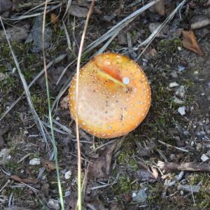 Click to view this image in a large viewer