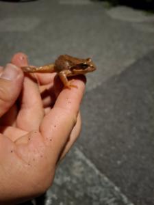 Click to view this image in a large viewer