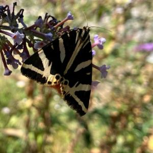 Click to view this image in a large viewer