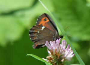 Click to view this image in a large viewer