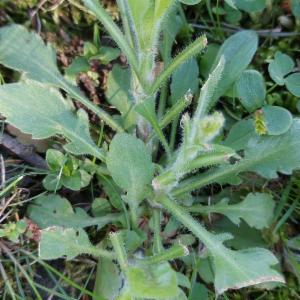 Click to view this image in a large viewer