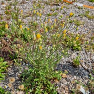 Click to view this image in a large viewer