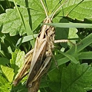 Click to view this image in a large viewer